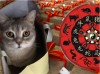 Кот в мешке: Гороскоп обещает Зодиакам фокусы 6 апреля