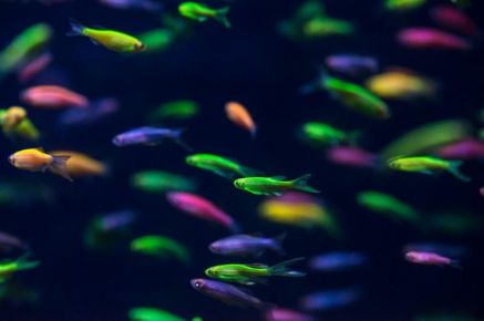 Половые гормоны рыб помогут в лечении бесплодия: ученые