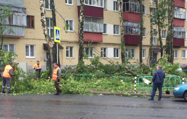 На парня упало дерево
