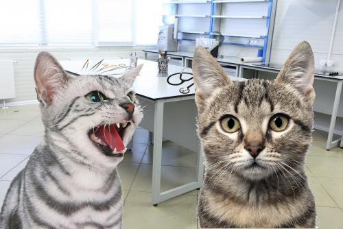 Бессмертные котики-головорезы: Клонирование животных приведёт к их вымиранию