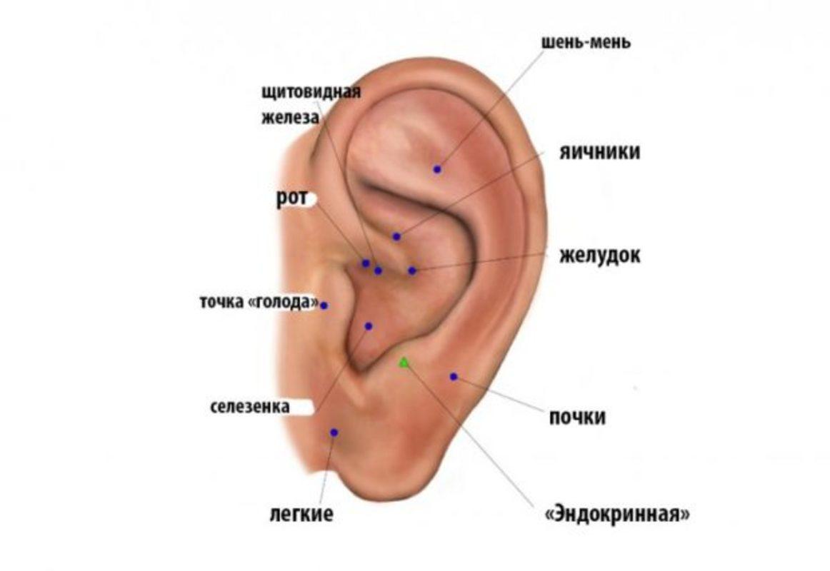 Глубокая ушная раковина. Акупунктурные точки на ухе для похудения. Акупунктурные точки на ухе для снижения веса. Акупунктура уха точки для похудения. Иглоукалывание точки на ушных раковинах.