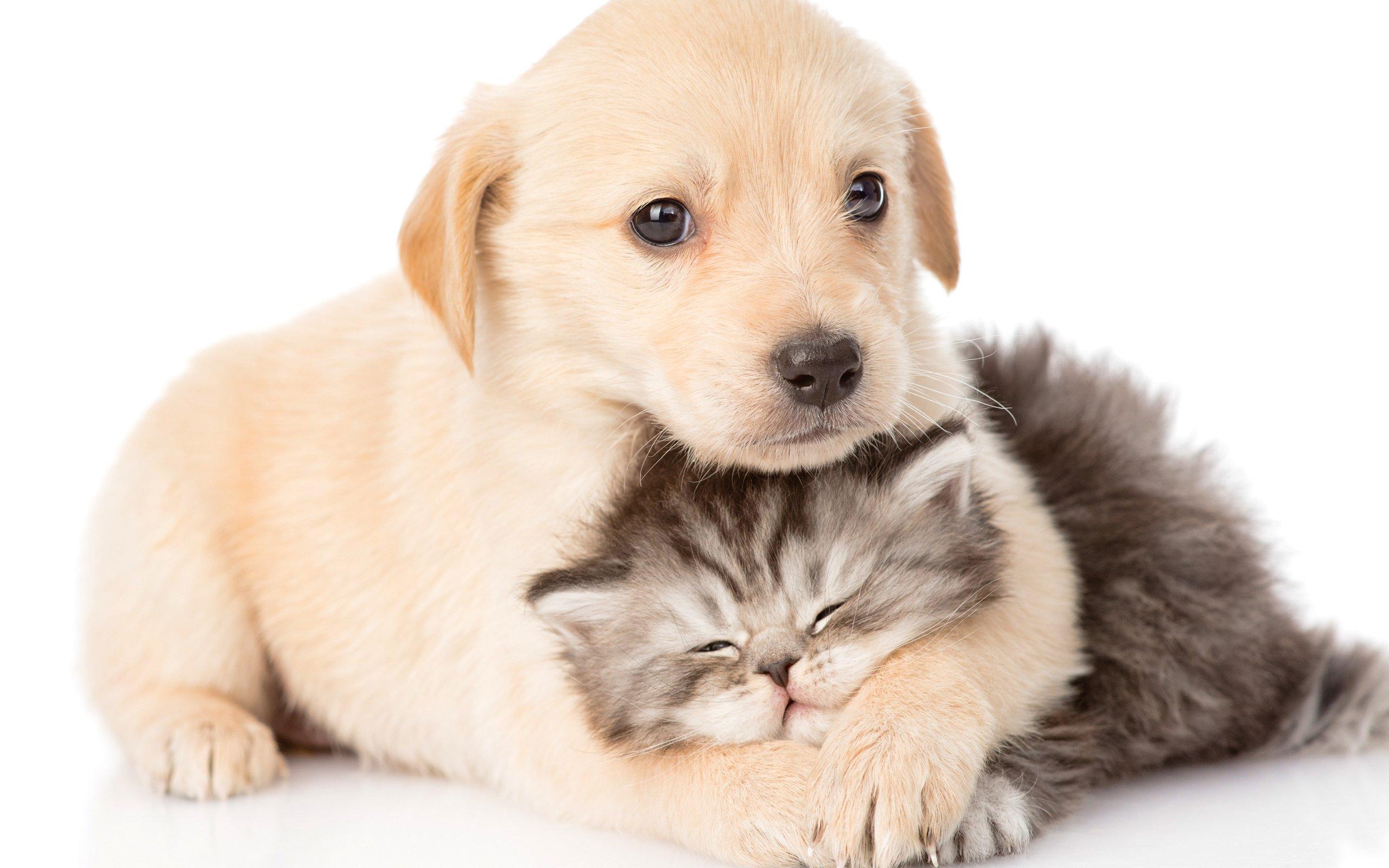 Картинки котят и щенят. Красивые собачки и кошечки. Милые котята и щенки. Милые собачки. Щенок и котенок.