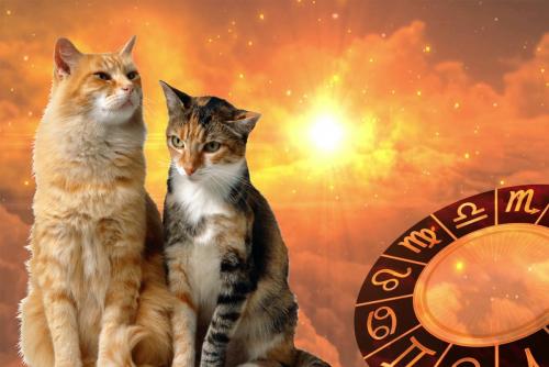 Кошки-талисманы: Какая порода принесёт счастье каждому Зодиаку