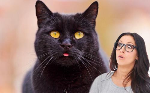 Черный кот любовь принесет. Почему стоит завести домашнее животное