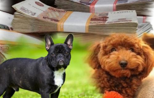 Кучерявый пёс – «кучерявая» жизнь: Лучшие собаки-талисманы