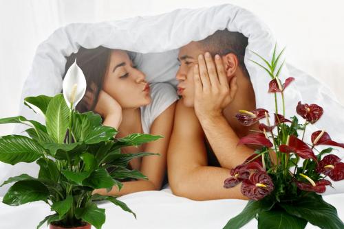 Каждая ночь — сказка: Цветы в спальне для «жаркой любви» по фэн-шуй