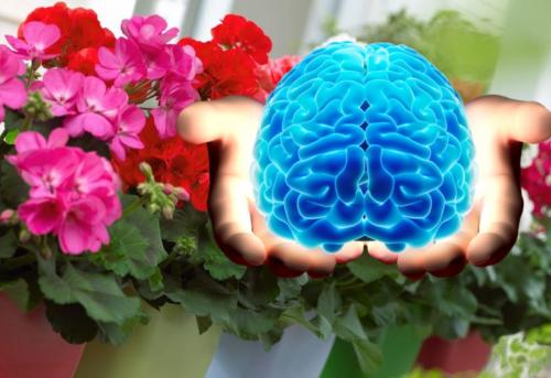 Цветы против деменции: ТОП-3 обычных комнатных растения для трезвости ума в 60+