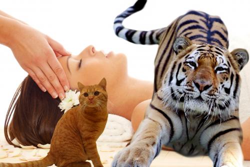 Из тигрицы в кошечку: Лучшую помощь от стресса назвал массажист