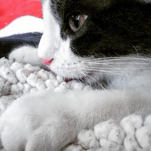 Мурчит, причмокивая: Ветеринар рассказал, почему коты «сосут» одеяло