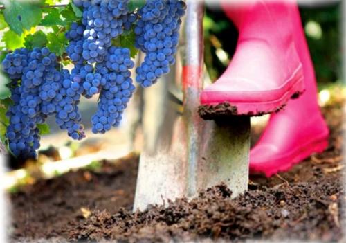 Винограда будет «завались»: Как 7-8 марта обеспечить шикарный урожай ягод