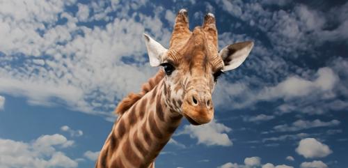 Жизнь на высоте: Жирафы и их удивительные способности