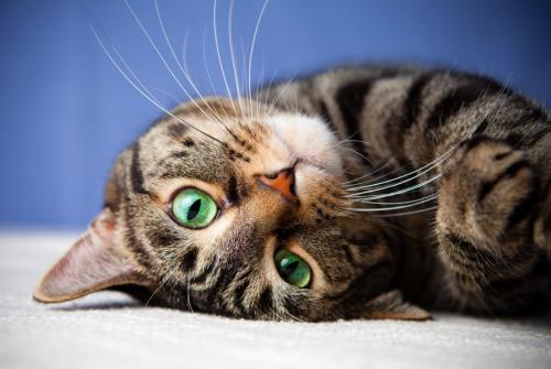 Особенности характера кошек с зелеными глазами назвал ветеринар