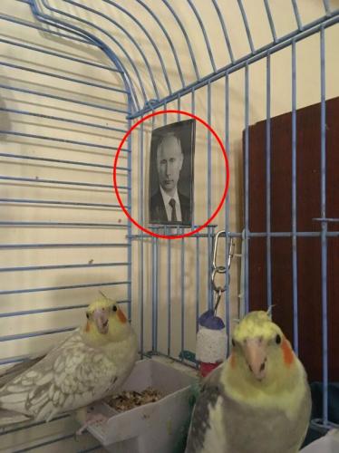 Попугаи, которые очень любят Путина, взорвали соцсети