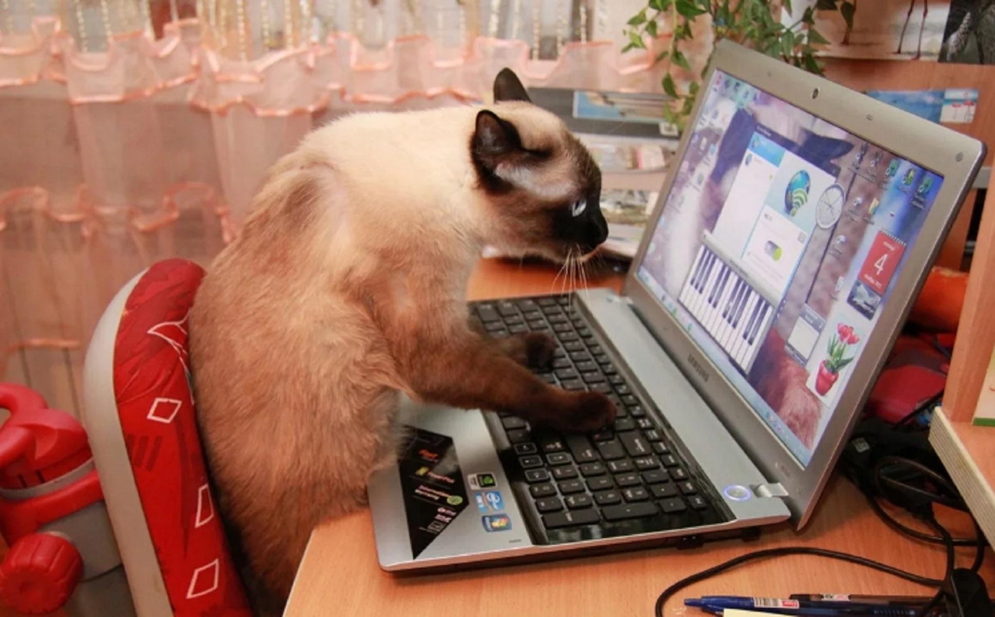 Смешная картинка компьютера. Кот за компом. Кот за компьютером. Кот с компом. Кот и компьютер.