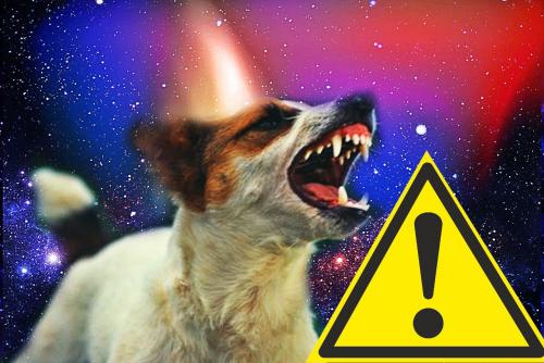 Хвостатый унюхал «заразу»:  Как собака предупреждает о будущих неудачах