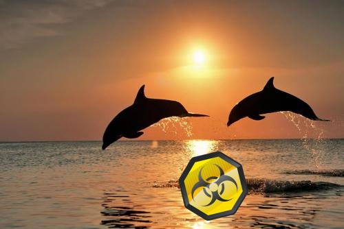 Бактерия-убийца угрожает морю в Судаке? Почему в Крыму стало опасно для туристов