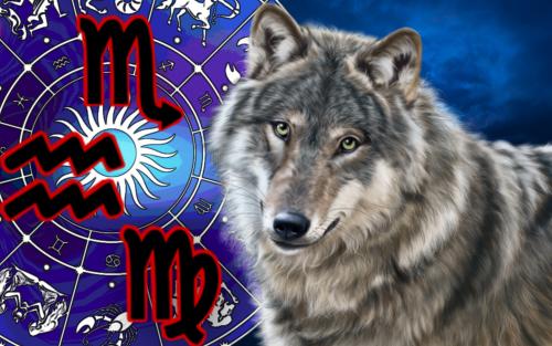 Зодиак «одинокого волка»: у трёх знаков есть иммунитет от стрел Купидона