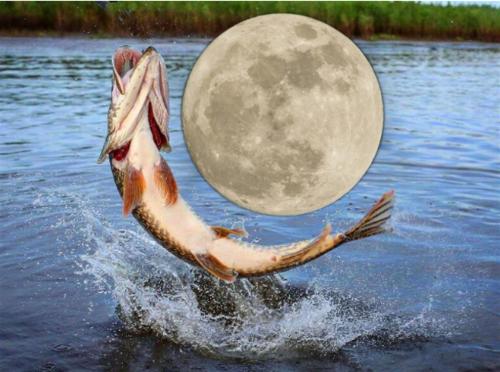 Луна в Весах - щука в садках: Три «железные» причины рыбачить 6 мая