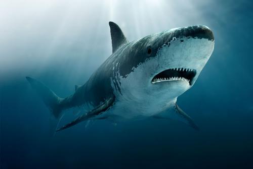У побережья Чили обнаружена «колыбельная» для древних белых акул