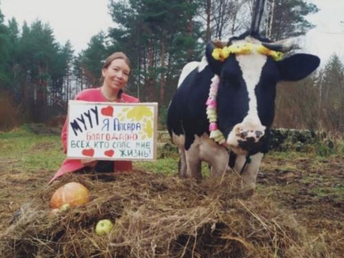 Приют для коров открылся в Псковской области